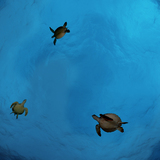 Ceiling Mural KF-se-df060 by David Fleetham