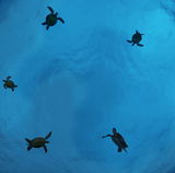 Ceiling Design KF-se-df060md01 by David Fleetham