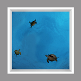 Ceiling Mural kf-se-df060_4x4md_r44 by David Fleetham