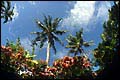 Ceiling Mural se-df011 by David Fleetham