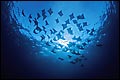 Ceiling Mural se-df031 by David Fleetham