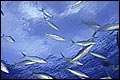 Ceiling Mural se-df032 by David Fleetham