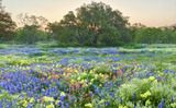 Photo Mural se-hd0553K by Henry Domke