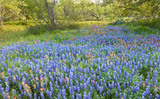 Photo Mural se-hd0560K by Henry Domke