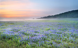 Photo Mural se-hd0666K by Henry Domke