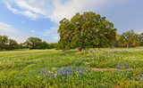 Photo Mural se-hd0735KH by Henry Domke