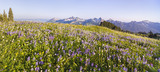 Photo Mural se-hd0831K by Henry Domke