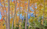 Photo Mural se-hd1329K by Henry Domke