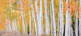 Photo Mural se-hd1372KP by Henry Domke