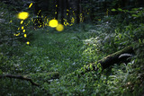 Star Ceiling se-rs051 by Radim Schreiber