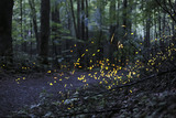 Star Ceiling se-rs054 by Radim Schreiber